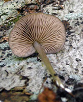 Entoloma sericeum.